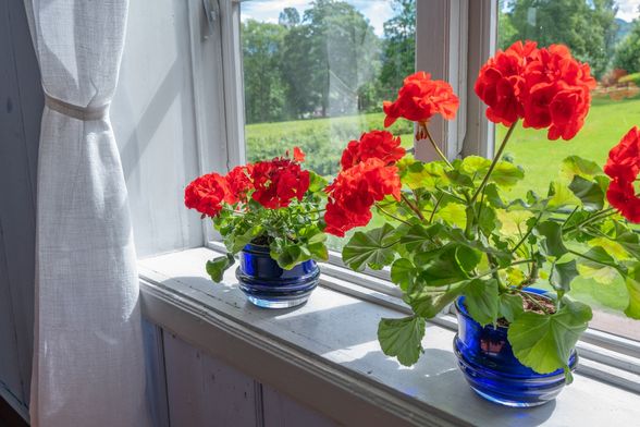 Pelargonije