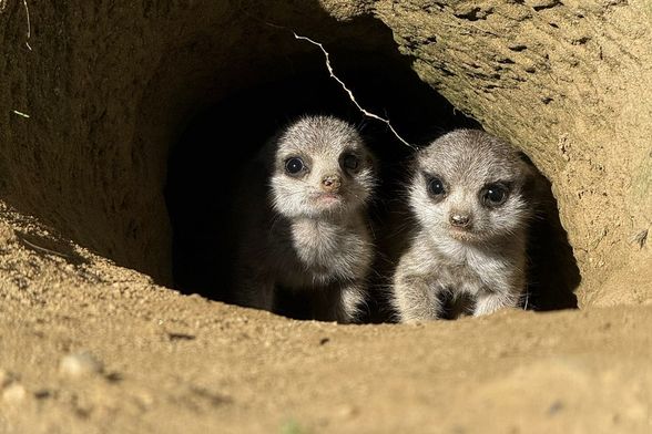 Bebe merkati najslađe su trojke u Zoološkom vrtu Grada Zagreba - 7