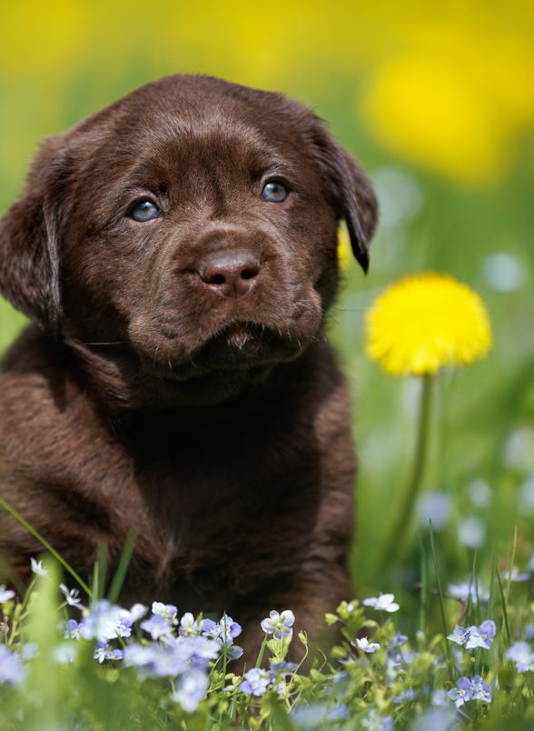 Štene labrador retrivera