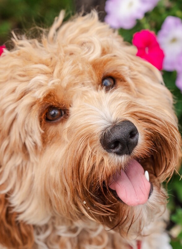 Goldendoodle je križanac zlatnog retrivera i pudle te je vrlo privržen, razigran i nježan pas