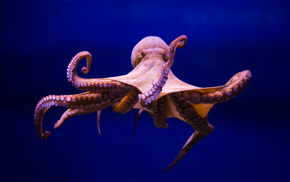 Hobotnica, ilustracija