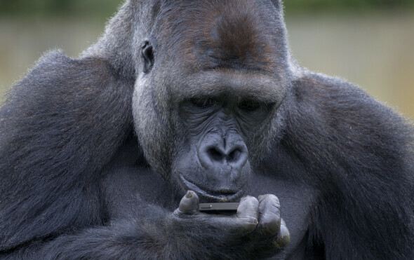 Gorila s pametnim telefonom