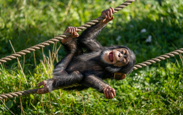 Čimpanza se igra, ilustracija