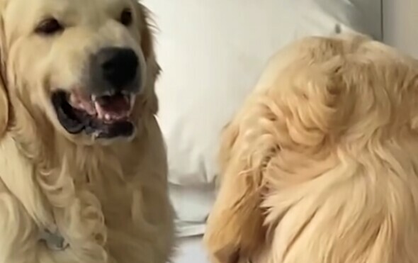 Retriver pred ogledalom