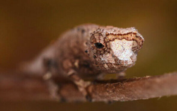 Brookesia nofy