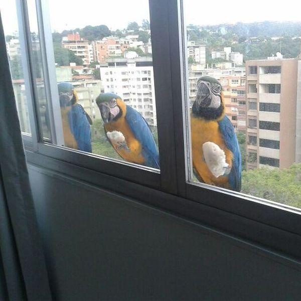 Ispred prozora dočekali ih nepozvani gosti, neočekivane pojave uljepšat će i vaš dan