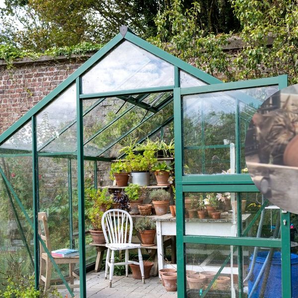 Primijetio mačka kako stalno ulazi u staklenik, a onda je otkrio i razlog zašto