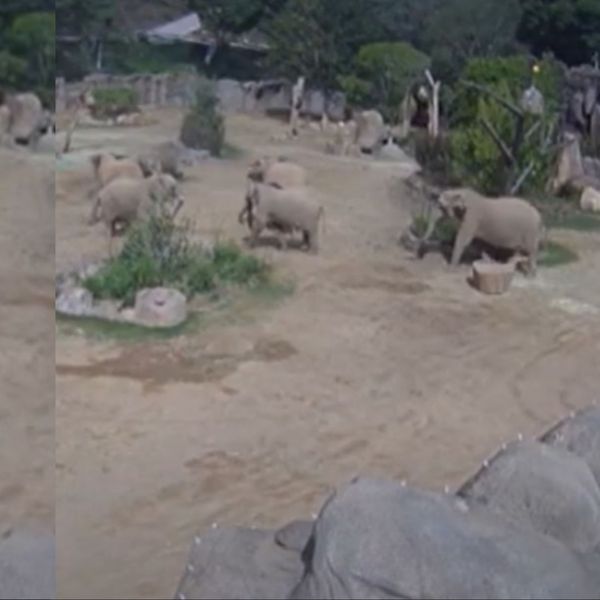 Pogledajte kako slonovi u zoološkom reagiraju na potres! Odmah su zauzeli poziciju