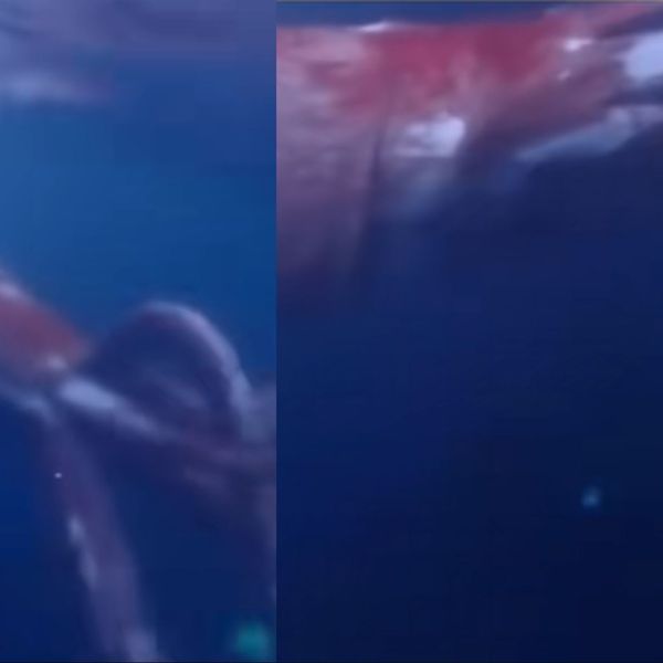 Rijetke snimke divovskog podvodnog stvorenja ostavile publiku bez riječi! Ovo se krije u morskim dubinama
