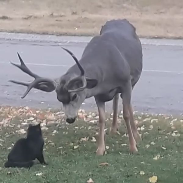 Snimili dvoboj između mačke i jelena, ovakav susret rijetko se viđa