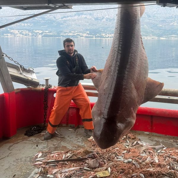 VIDEO Ribari kod Brača ulovili velikog morskog psa pa ga pustili nazad u more