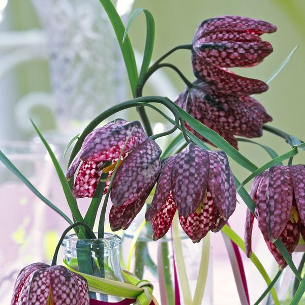 Cvijet kockavica jedinstven je po svom šahovskom uzorku na laticama