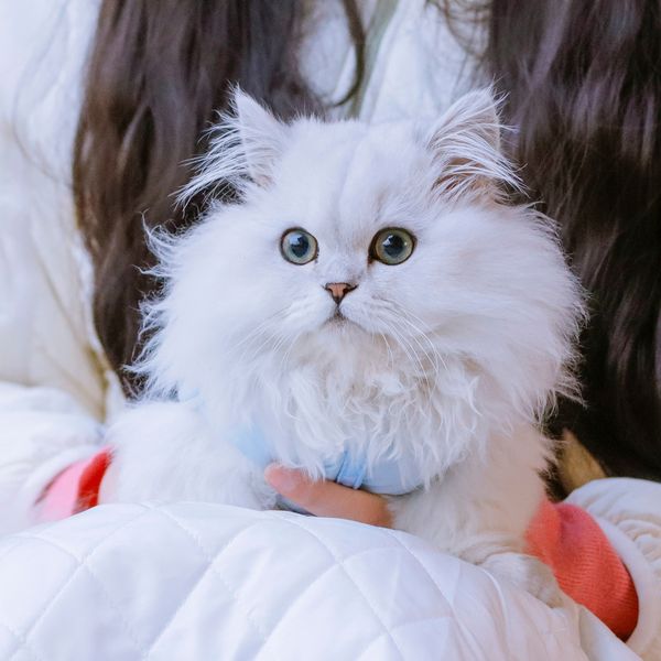 Minuet ili Napoleon mačka novija je pasmina koja osvaja slatkoćom