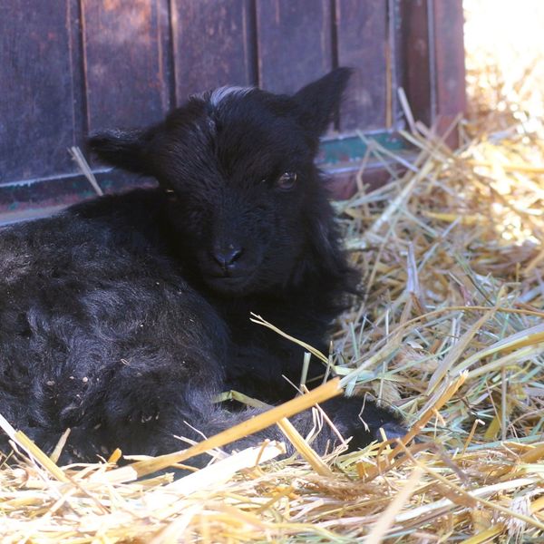 Garavo janje s bijelim čuperkom zvijezda je Dječjeg zooa uoči Uskrsa
