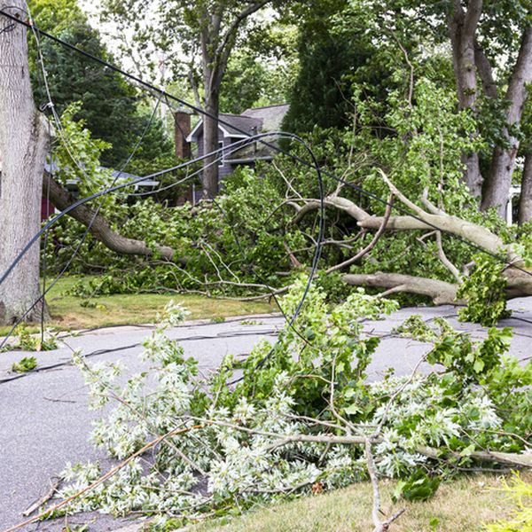 Njemačka: Troje poginulih u padu drveta tijekom traženja pisanica u šumi