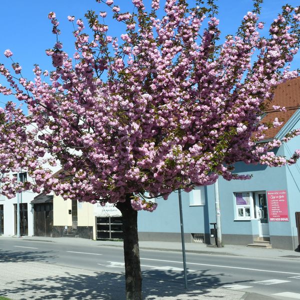 Drvored japanske trešnje u Sisku stvara predivne prizore