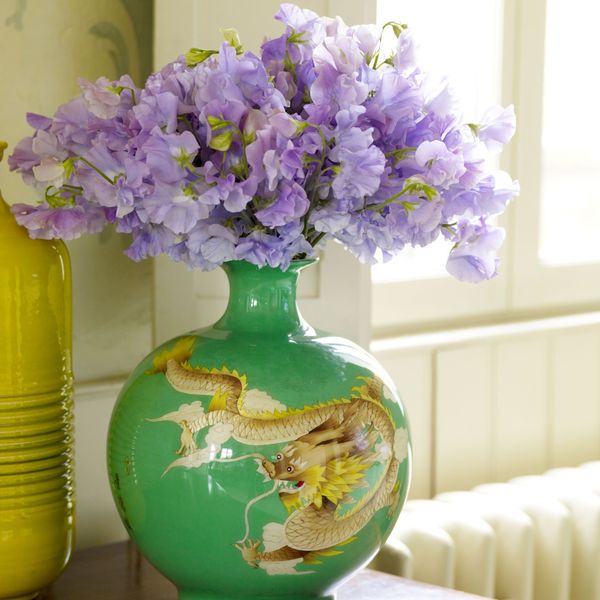 Penjačica mirisna grahorica očarava svojim valovitim cvjetovima