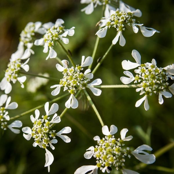 Jedete li mačja muda? Sezona je počela, a svidjet će se i vegetarijancima
