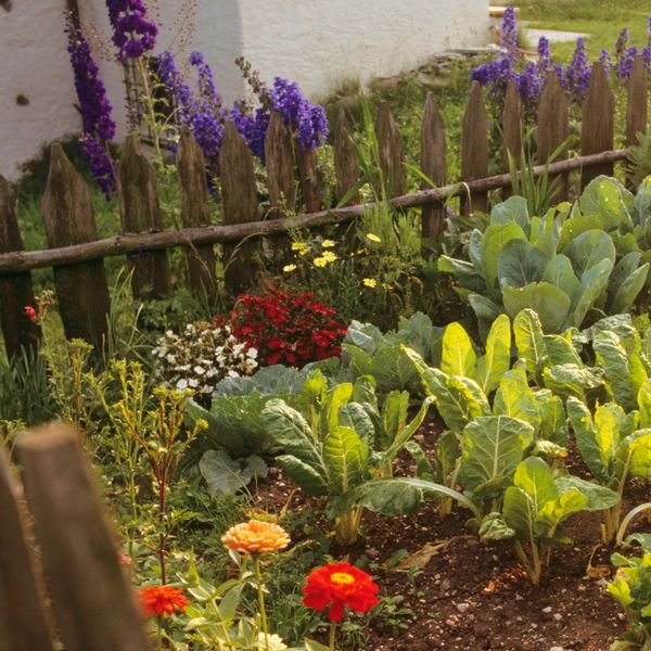 Povrće koje se sadi u travnju i brzo raste