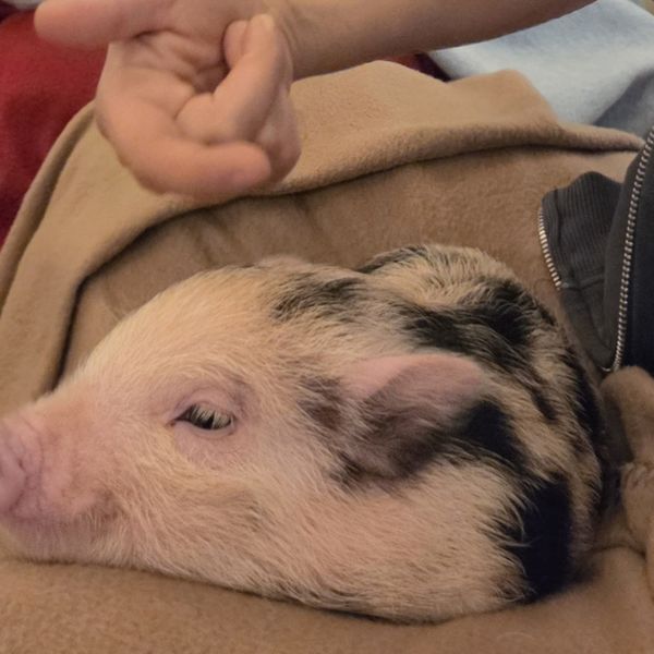 Barbara Slade Jagodić o mađarskom kafiću sa svinjicama