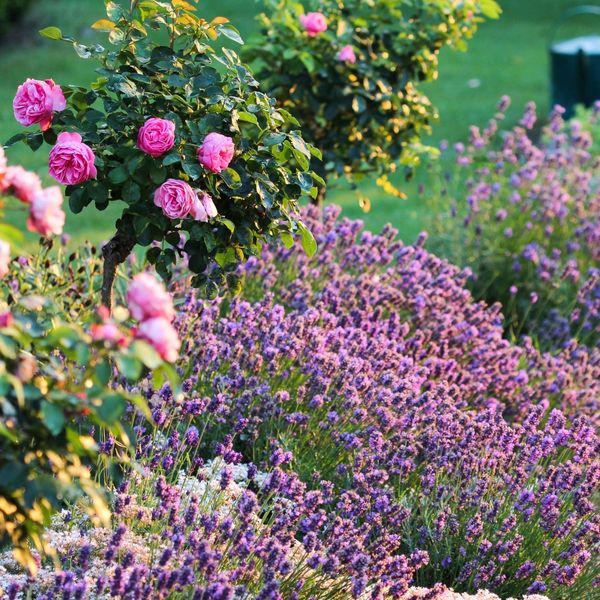 Cvijeće koje se orezuje u travnju