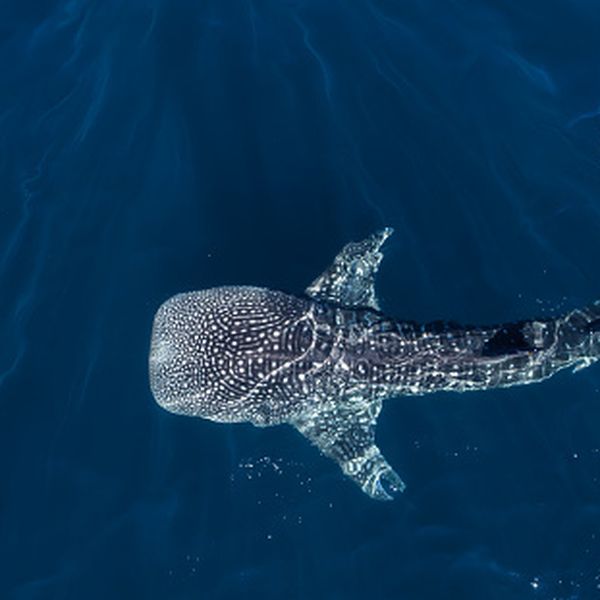 Tursti ugledali kitopsinu u pulskom akvatoriju