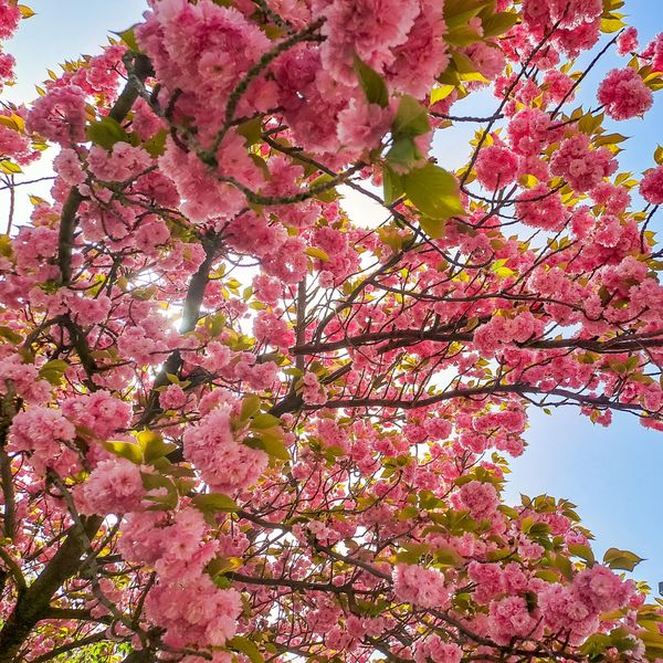 Prelijepi cvijet marelice izgleda kao da je od tila