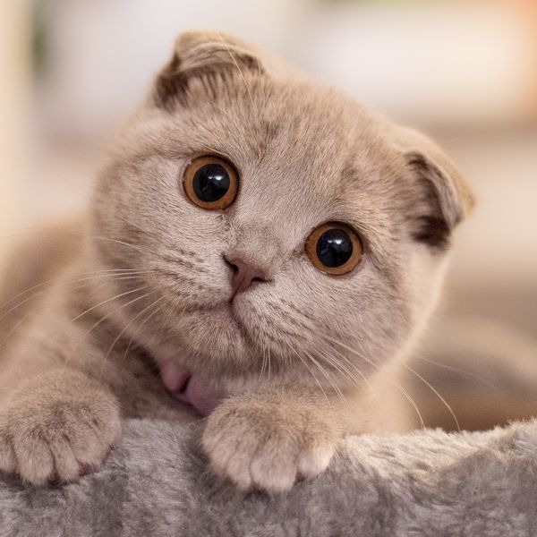 Ponašanja mačaka koja najviše oduševljavaju njihove vlasnike