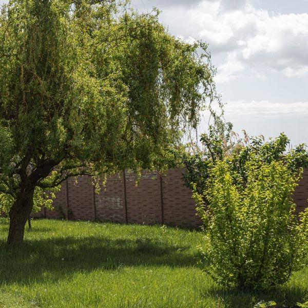 Ovo predivno drvo mnogi sade u dvorištu, ali s razlogom je ne biste smjeli imati blizu kuće