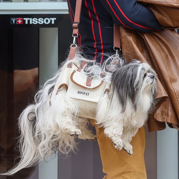 Muškarac iz centra Zagreba nosi psa kao torbicu