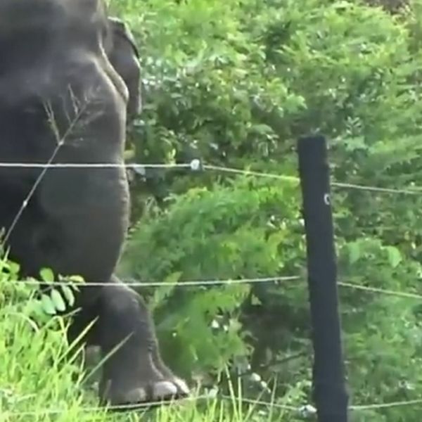 Pametni slon uspio nadmudriti električnu ogradu, njegov potez oduševio gledatelje