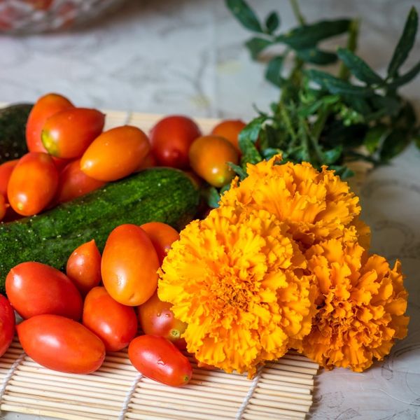 Rajčica bolje uspijeva ako pored nje posadite kadifu