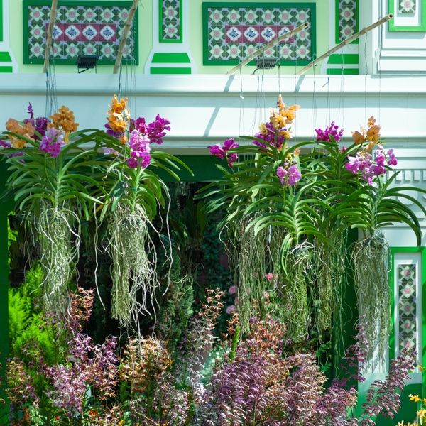 Zanimljivosti i savjeti za uzgoj vanda orhideje