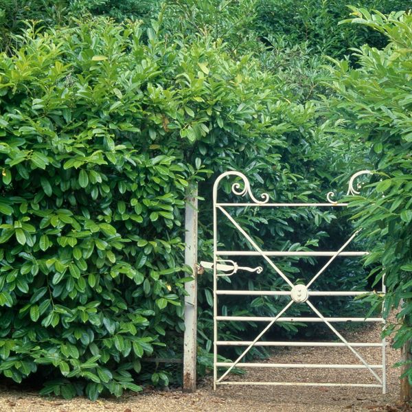 Lovorvišnja: Najbitnije informacije o najpopularnijoj živoj ogradi