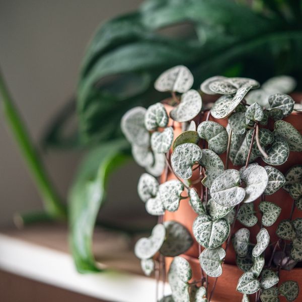 Sedam naljepših visećih biljaka koje će uvesti proljetnu živost u dom