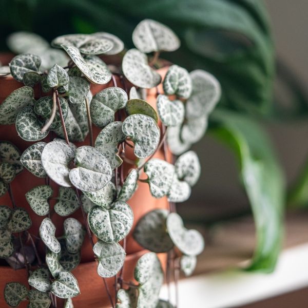 Sedam naljepših visećih biljaka koje će uvesti proljetnu živost u dom