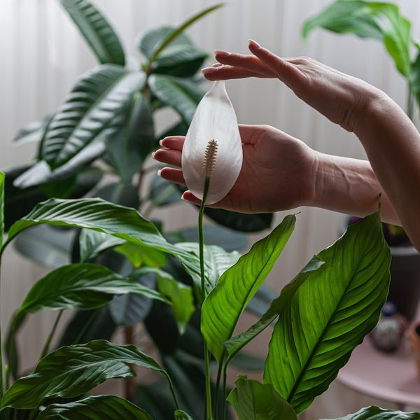 Zašto mirni ljiljan ne cvjeta?