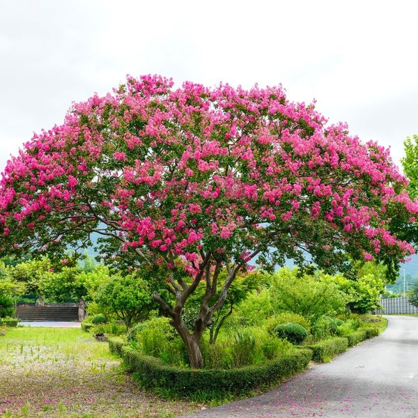 Deset stabala savršenih za vrtove