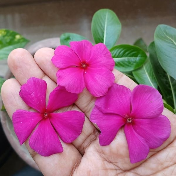 Cvijet vinke: Biljka koja dominira vrtovima posljednjih sezona – evo vodiča za uzgoj bez greške