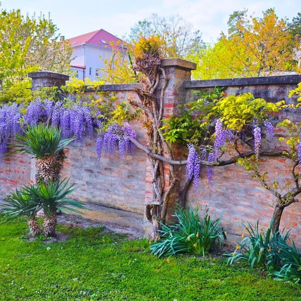 Fotografije glicinija naših čitateljica