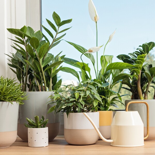 Dva najbolja načina zalijevanje biljaka