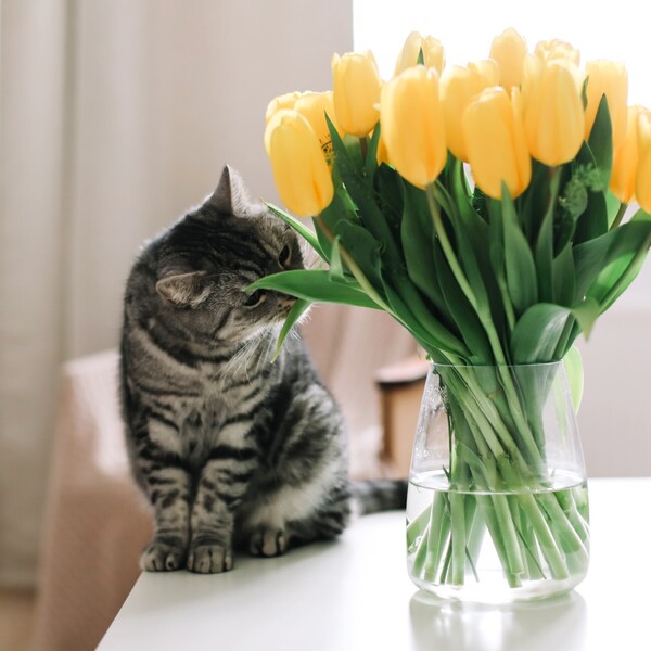 Vrste cvijeća koje mogu biti otrovne za mačke