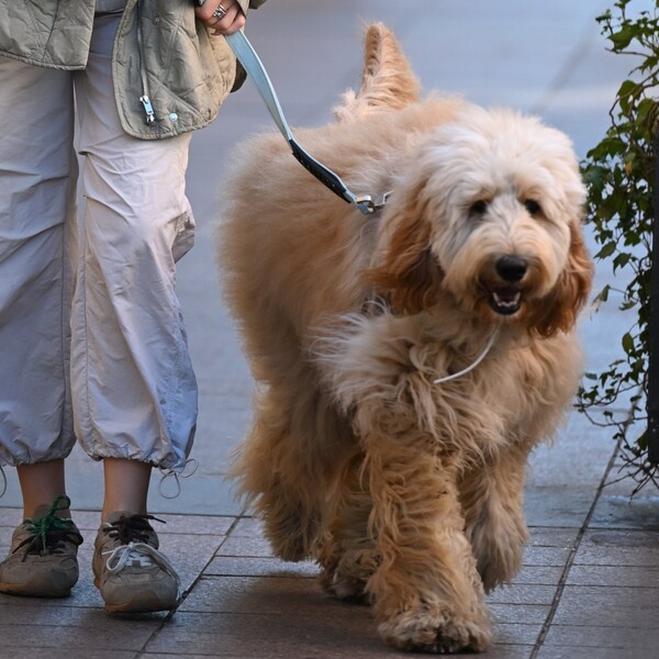 Psi sa zagrebačke špice