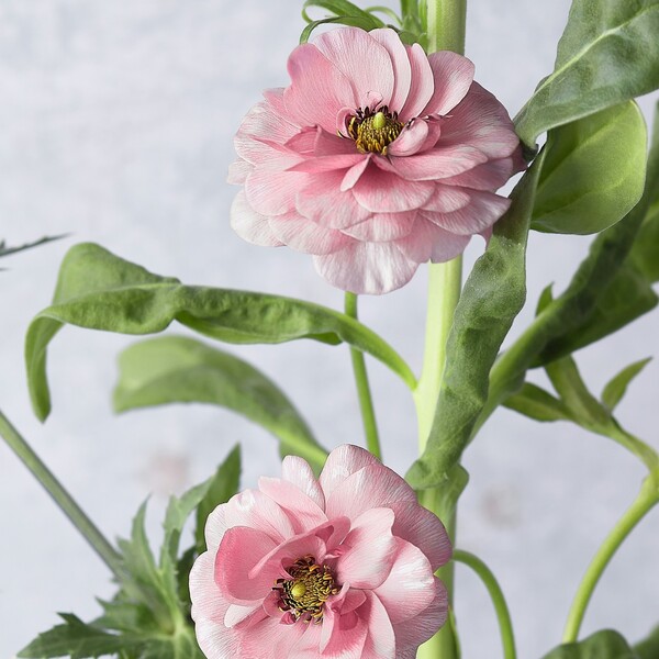 Dnevni horoskop za 27. 4.