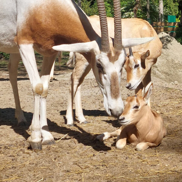 U zagrebačkom zoo vrtu čak su tri mladunca sabljorogih oriksa