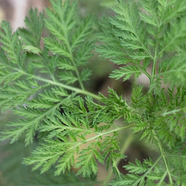 Pelin protiv raka: Od lijeka za malariju do nade u borbi protiv tumora – evo kako djeluje