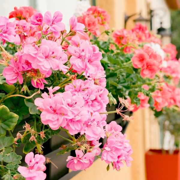 Kada je najbolje pelargonije iznijeti na balkon?