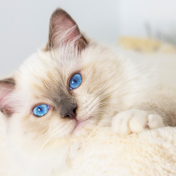 Tri najpopularnije pasmine mačaka u Hrvatskoj