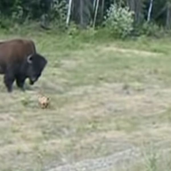 Snimili obračun pit bulla i bizona, potez psa šokirao vlasnike