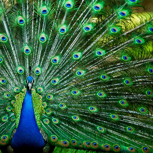 Zapanjujuće otkriće: Paunovo perje skriva nevjerojatnu tajnu